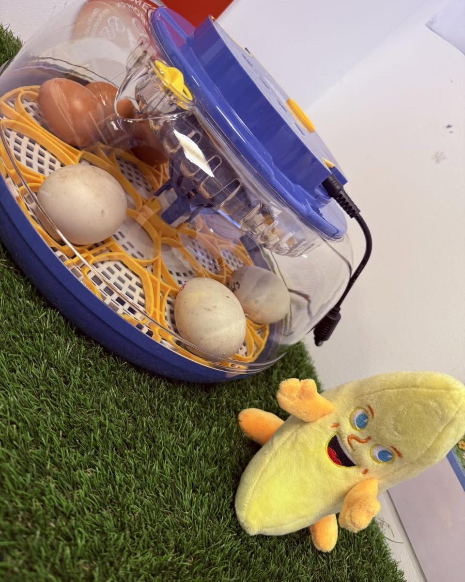 Our Nursery Egg Hatching Project Begins