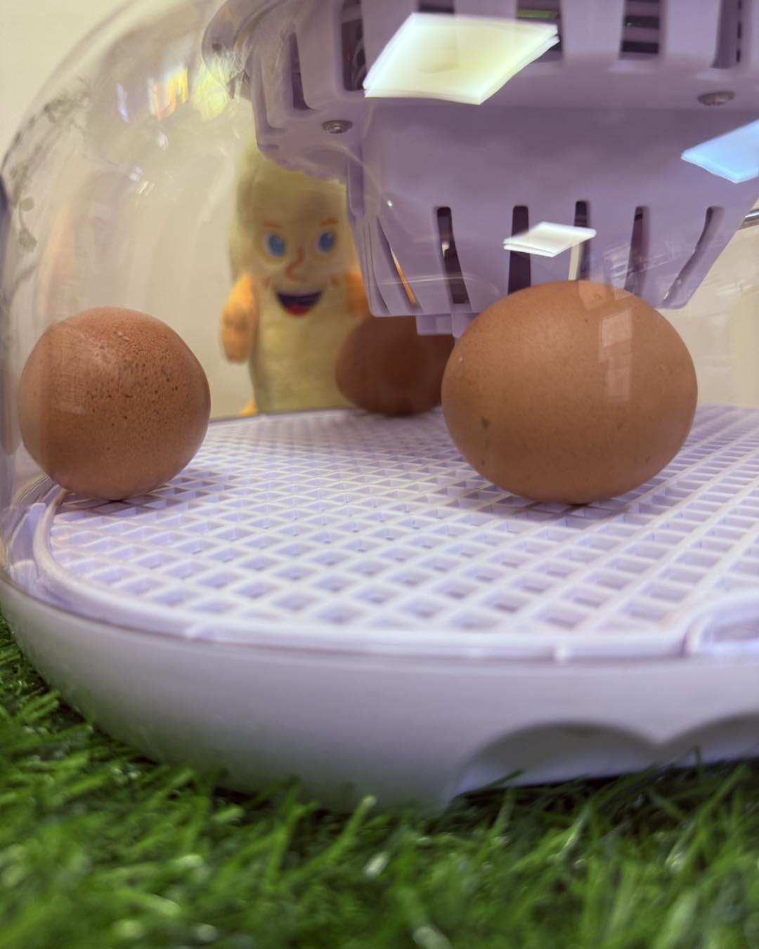 Egg Hatching Project: Lockdown Stage Begins