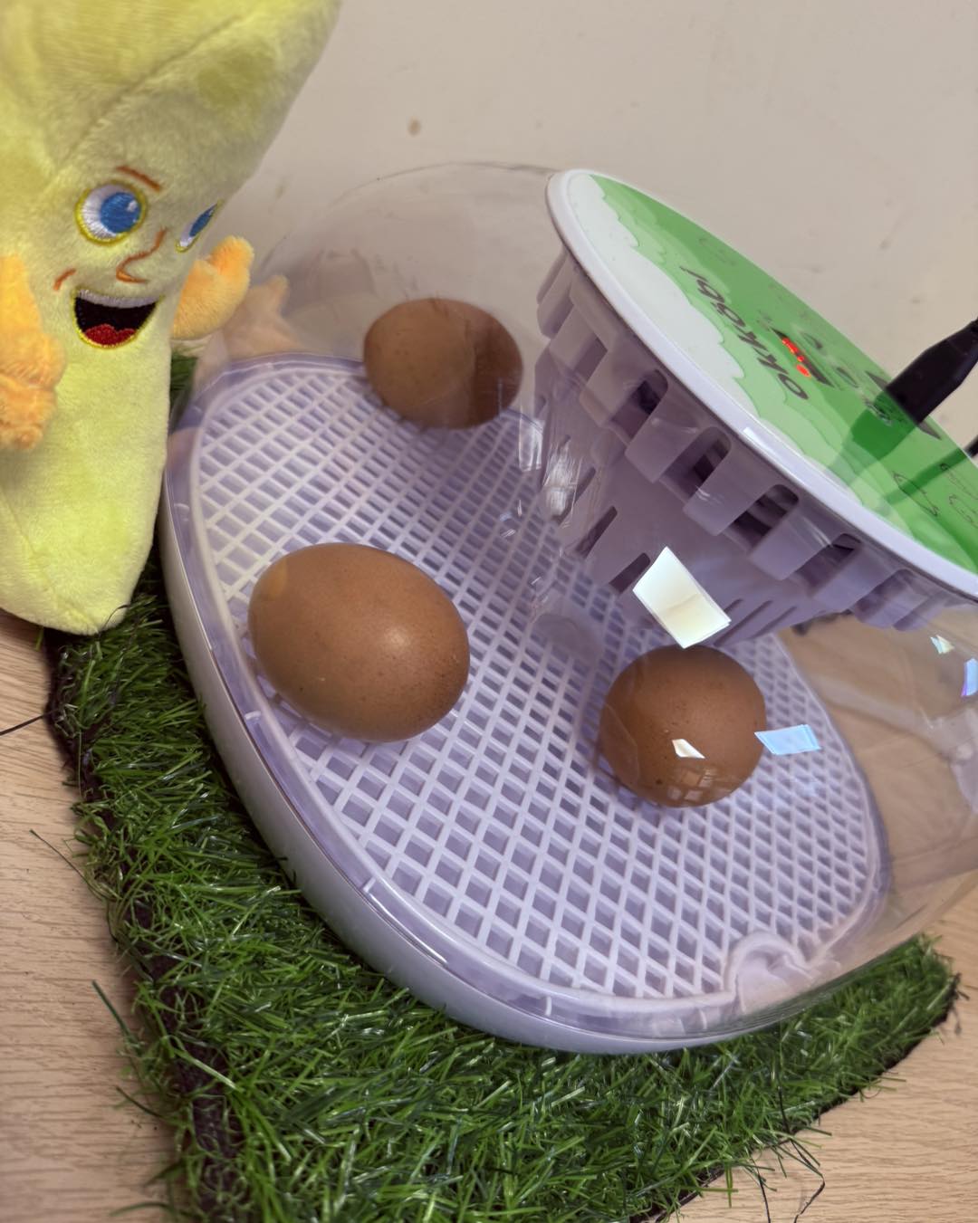 Egg Hatching Project: Lockdown Stage Begins