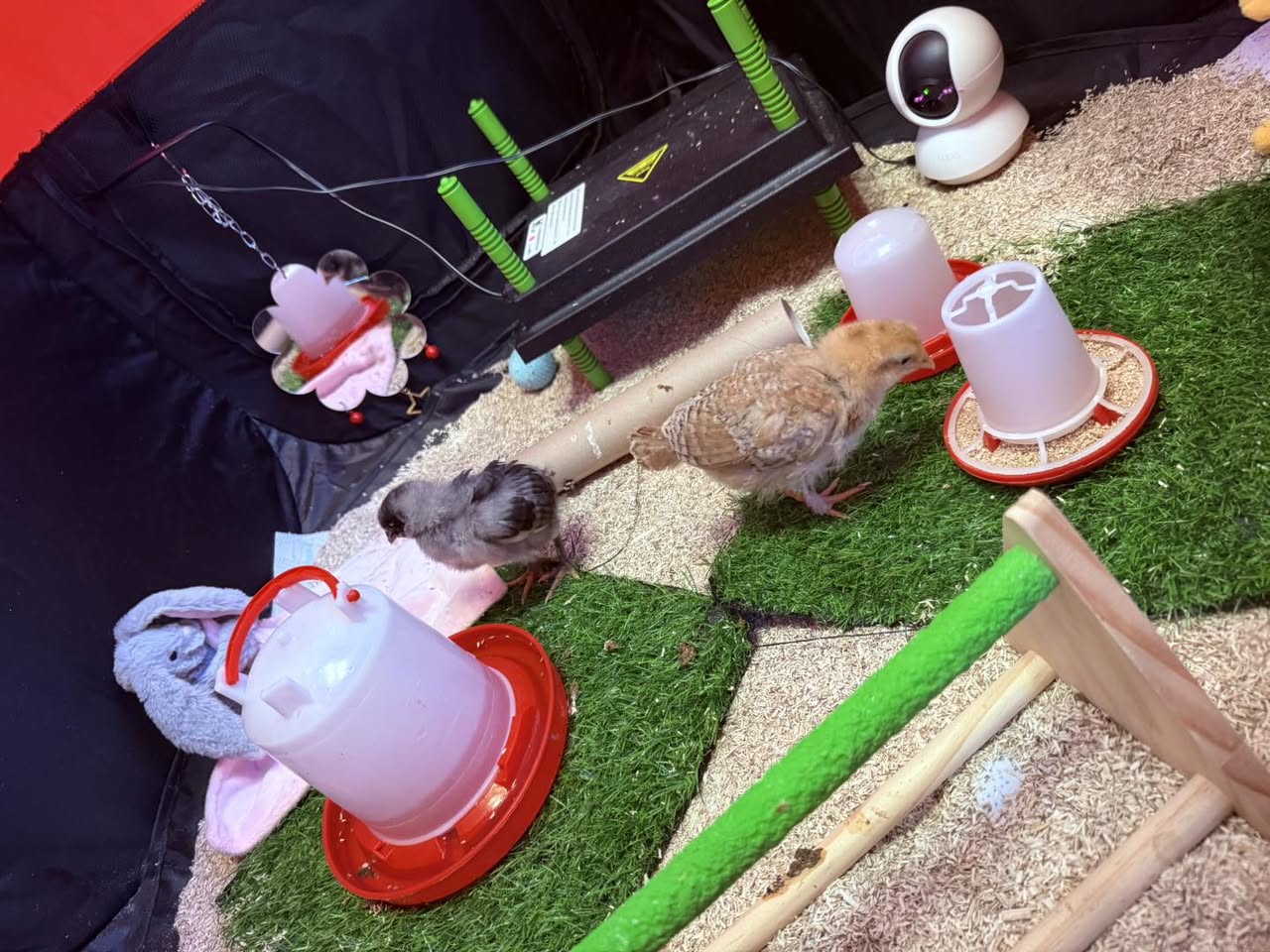 Banana Moon Dyce Welcomes Ash and Ember
