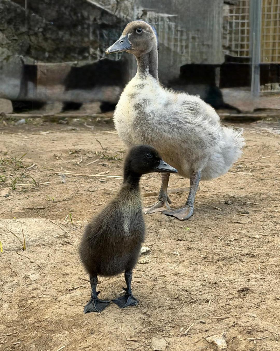 Daffy Begins His Next Adventure at the Farm