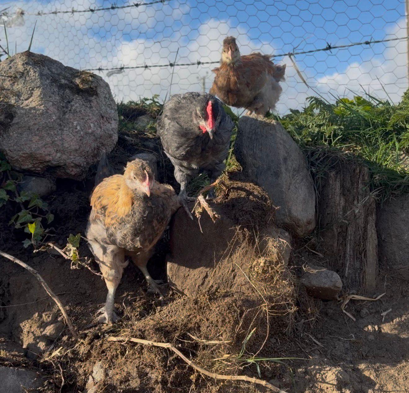 A Special Goodbye to Smokey, Ash and Ember